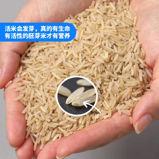 全胚胚芽米500g*5/箱 商品图2
