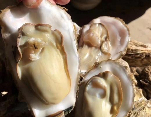 海阳鲜肥生蚝 商品图1