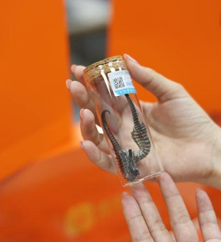 东山岛海马干（线纹海马） 商品图0