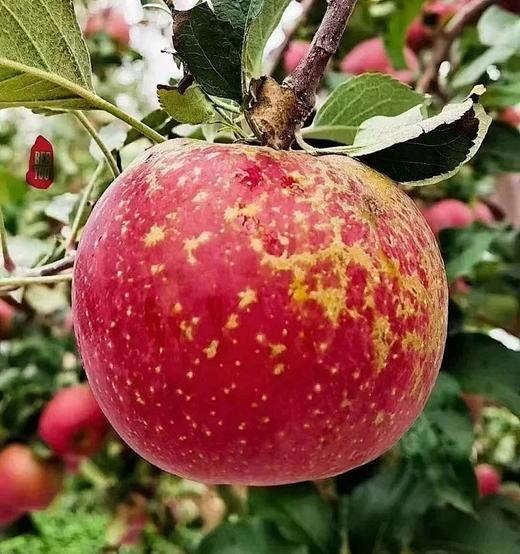 有机苹果刺梨四神汤饮 【基地直发】 商品图5