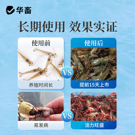 华畜 活力虾 吃得多 长得快 体质健 商品图3