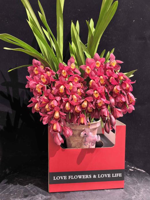 年宵花卉大花蕙兰拱兰专送广州佛山顺德香港澳门珠三角地区 商品图4