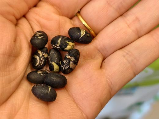 【2月13号截单】【年货零食礼盒】0香精、色素、防腐剂，0糖0脂肪，啥都没加，只有原水果！但特别好吃！山臻U品干果休闲零食 商品图7