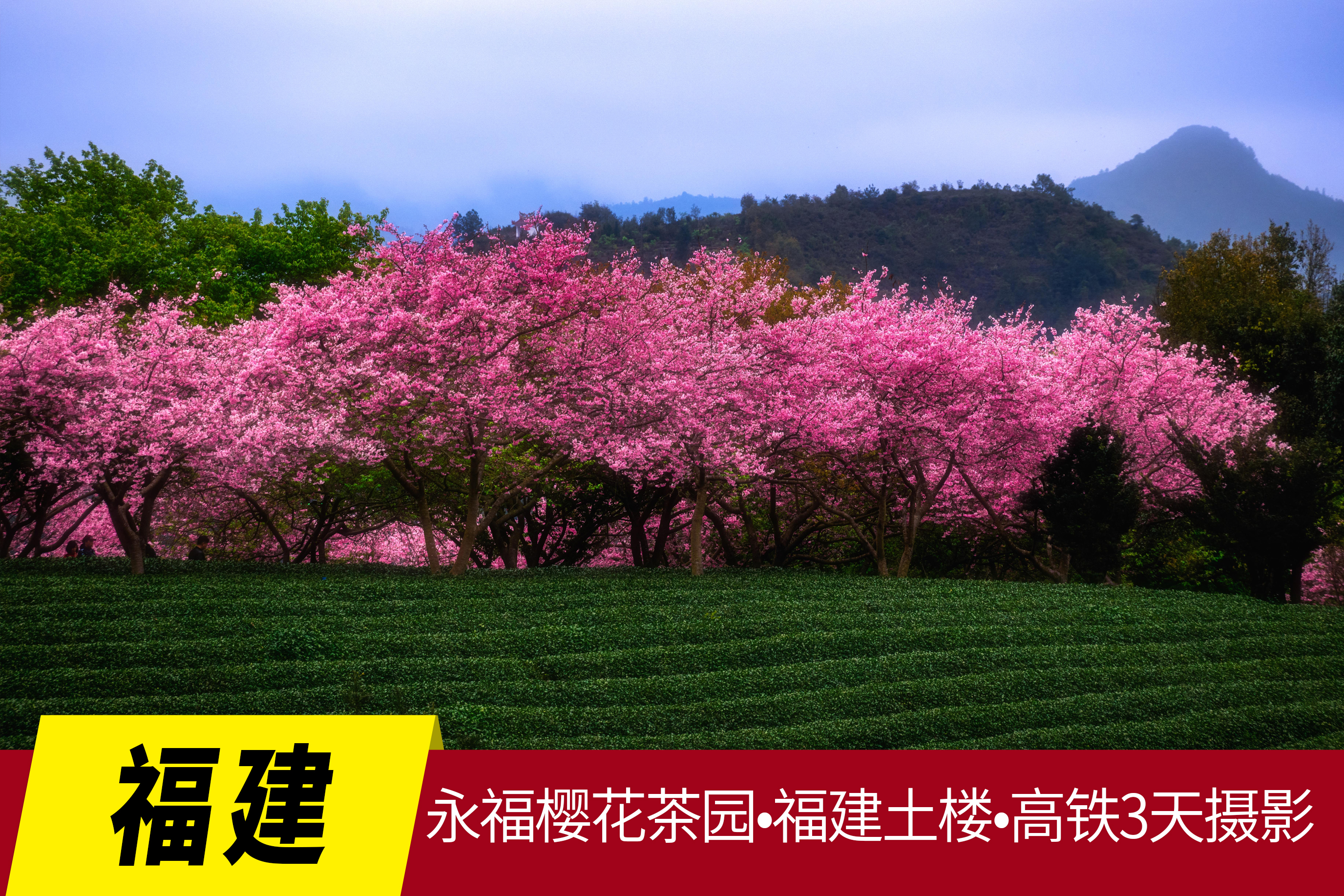 2.28确定出发【福建】永福樱花茶园•福建土楼•高铁3天摄影<特惠>