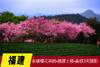 2.28确定出发【福建】永福樱花茶园•福建土楼•高铁3天摄影<特惠> 商品缩略图0