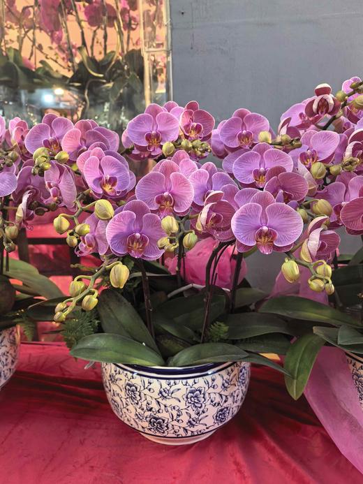 蝴蝶兰盆栽石榴水晶8支 商品图1