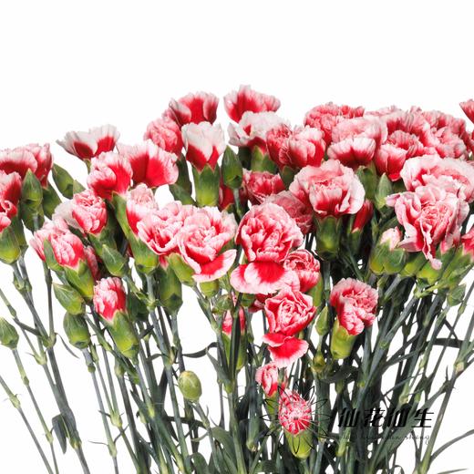 多头康乃馨 | 星空 商品图1