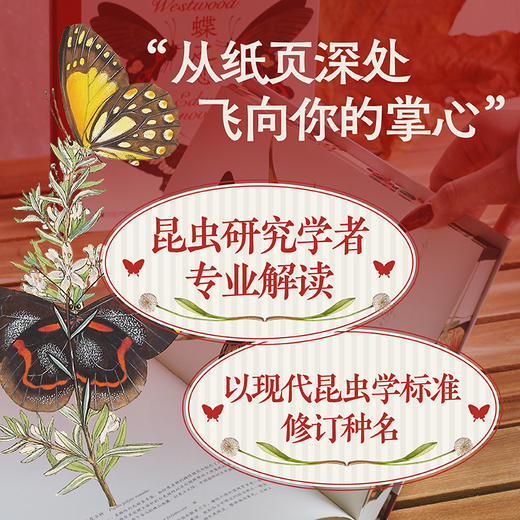 【特装版】蝶之恋：博物画中的蝴蝶 商品图4
