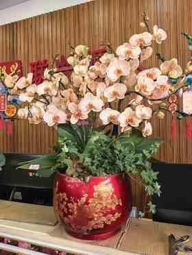 马卡龙盆栽10支