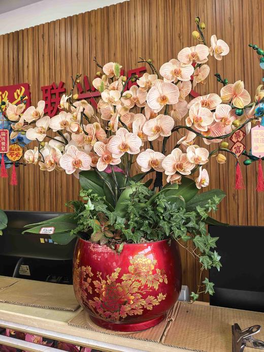 马卡龙盆栽10支 商品图0