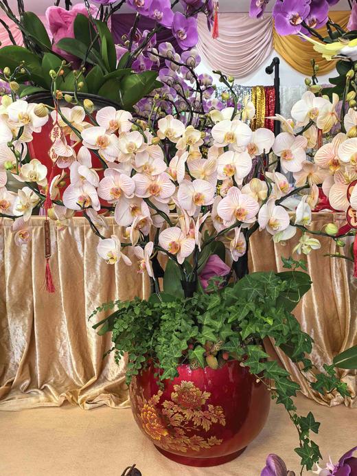 马卡龙盆栽10支 商品图4