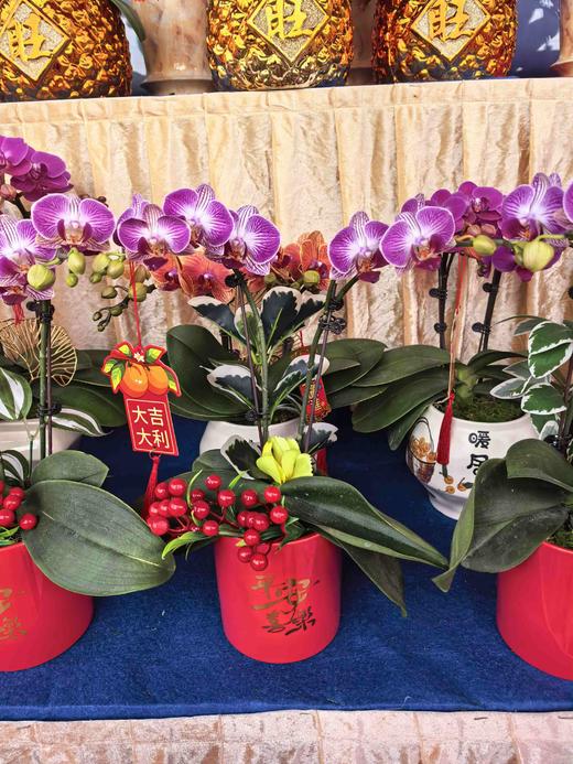 蝴蝶兰小盆栽 商品图2