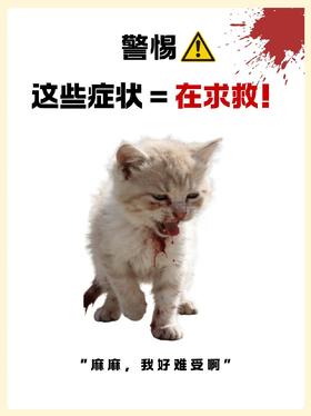警惕❗️猫出现这 4 个症状 = 在求救！⚠️