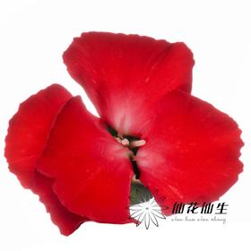 多头康乃馨 | 娑罗蜜儿永恒