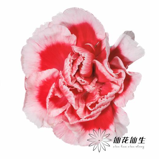 多头康乃馨 | 星空 商品图0