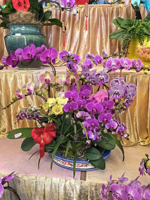 蝴蝶兰盆栽盆景造型混搭 商品图0