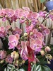 蝴蝶兰盆栽唯美16支 商品缩略图2