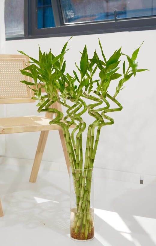 【2026.2.12】秒杀特价：1扎10枝A级转运竹32.9（现货 下单即可到店自提） 商品图0