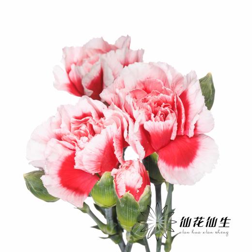 多头康乃馨 | 星空 商品图3