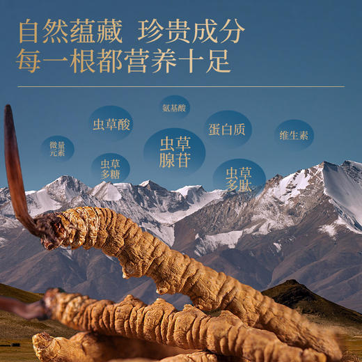【大眼睛-2月】羽心堂 雪顶曜日冬虫夏草 10根特级 虫草 孕妇不可用 国内发货 商品图1