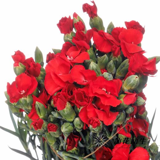 多头康乃馨 | 娑罗蜜儿永恒 商品图2
