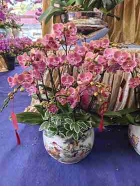 蝴蝶兰盆栽唯美16支