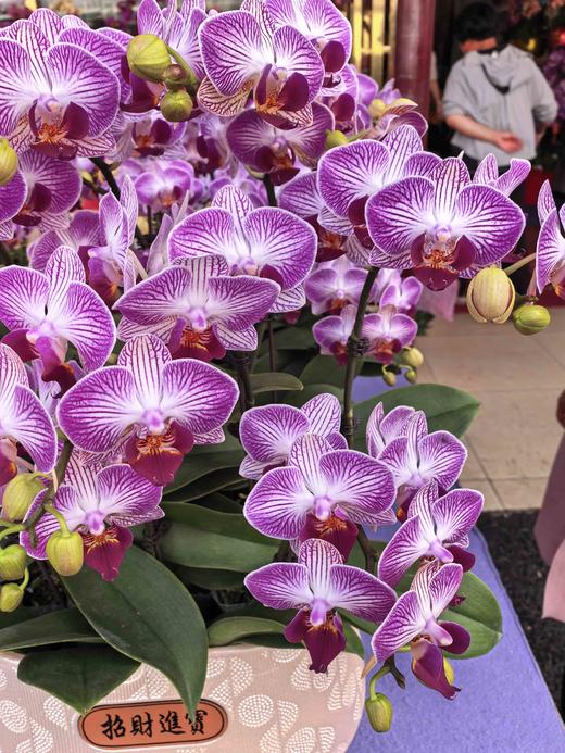 蝴蝶兰盆栽天堂鸟10支 商品图3