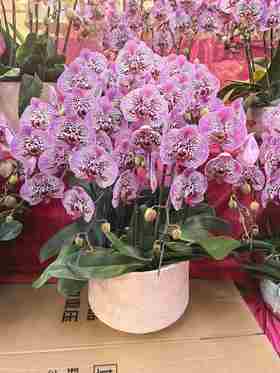 蝴蝶兰盆栽大洋豹斑10支