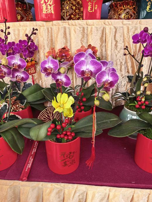 蝴蝶兰小盆栽 商品图3