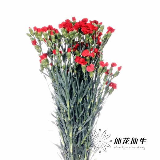 多头康乃馨 | 娑罗蜜儿永恒 商品图1