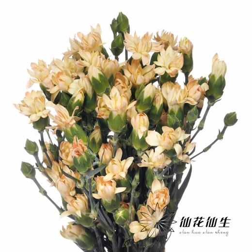 多头康乃馨 | 美人蕉 商品图2
