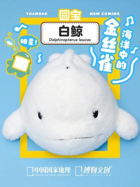 古灵精怪的白鲸居然是一角鲸科的？