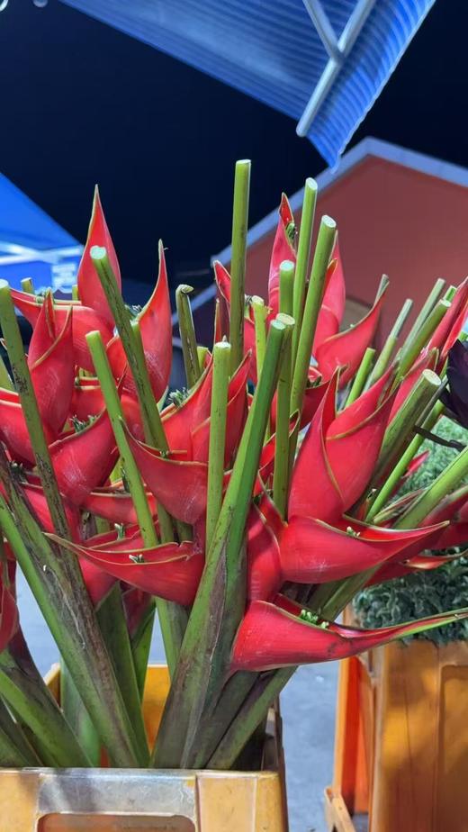 蟹钳（富贵鸟） 商品图1