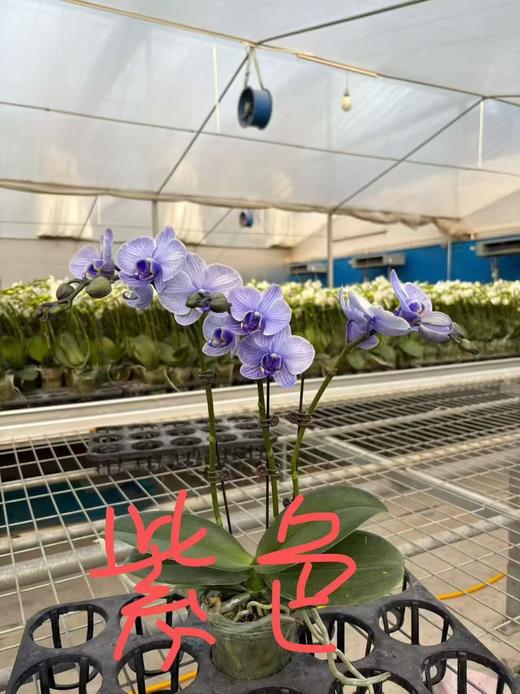 马卡龙蝴蝶兰1支 商品图10