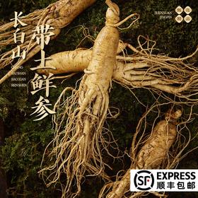 【粉丝专属❗️顺丰直达🔥长白山鲜人参】深入长白山参地采摘，甄选足龄人参，参味更浓，精气更足，营养丰富！东北土特产 袋装保鲜参煲汤泡酒参L