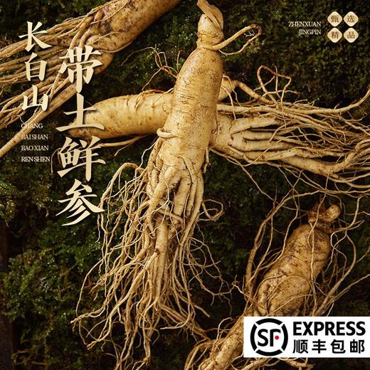 【粉丝专属❗️顺丰直达🔥长白山鲜人参】深入长白山参地采摘，甄选足龄人参，参味更浓，精气更足，营养丰富！东北土特产 袋装保鲜参煲汤泡酒参L 商品图0