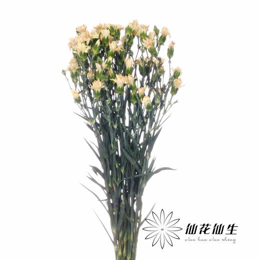 多头康乃馨 | 美人蕉 商品图1