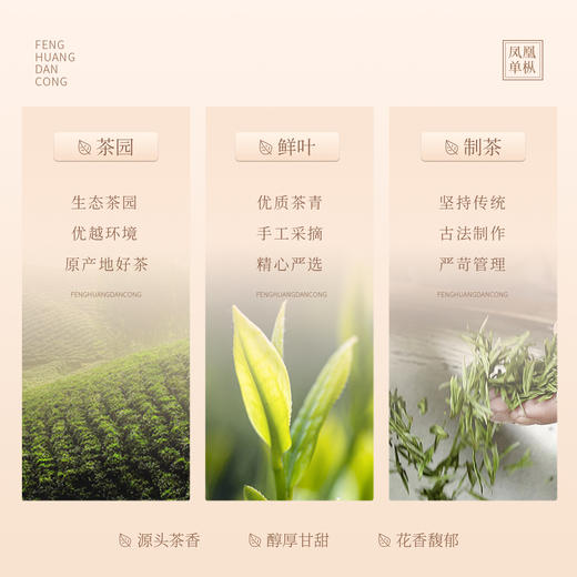 【顺丰春季茶礼】茶叶 凤凰单枞 潮州凤凰单丛茶 乌龙茶 茶叶礼盒 茶饮 华源 250g 商品图4