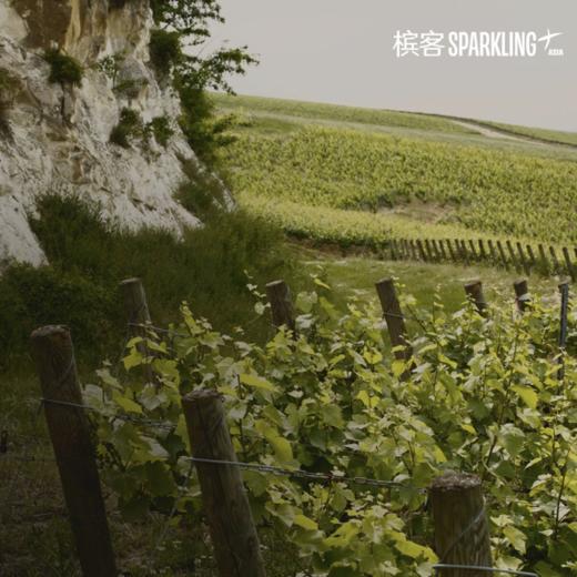 【VIP专享】Bollinger Vieilles Vignes Françaises 2016 堡林爵法兰西老藤香槟 2016 VVF 商品图4