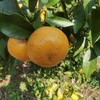桂林生态砂糖橘&生态沃柑 商品缩略图6