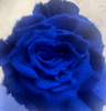 逸禾染色单头玫瑰 | 克莱因梦境【国产染色，可能染色不均匀 介意慎拍】 商品缩略图0