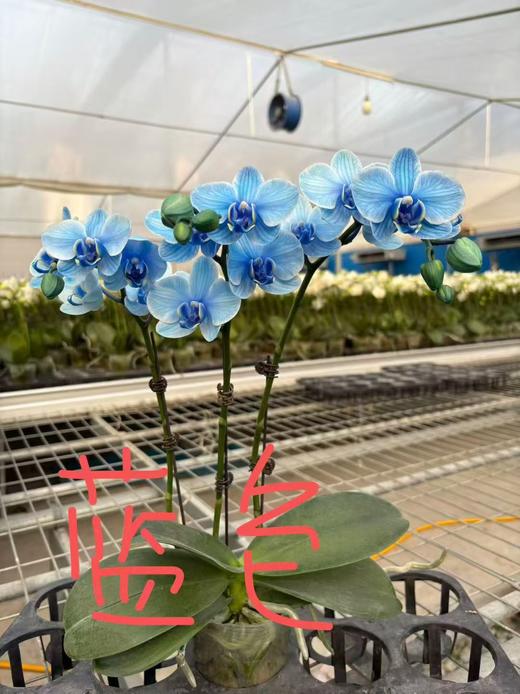 马卡龙蝴蝶兰1支 商品图11