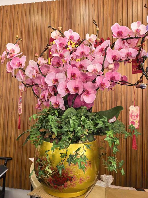 马卡龙盆栽10支 商品图3