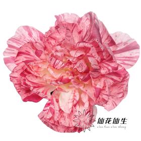 多头康乃馨 | 紫霞