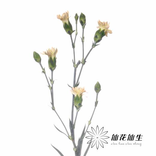 多头康乃馨 | 美人蕉 商品图3