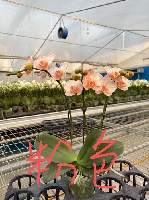 马卡龙蝴蝶兰1支 商品图12