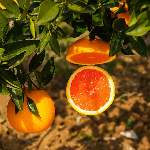 秭归蜜糖血橙 富含硒元素、番茄红素、花青素、β-胡萝卜素 原产地现摘现发 不催熟不打蜡不打农药 JD快递发货 商品图6