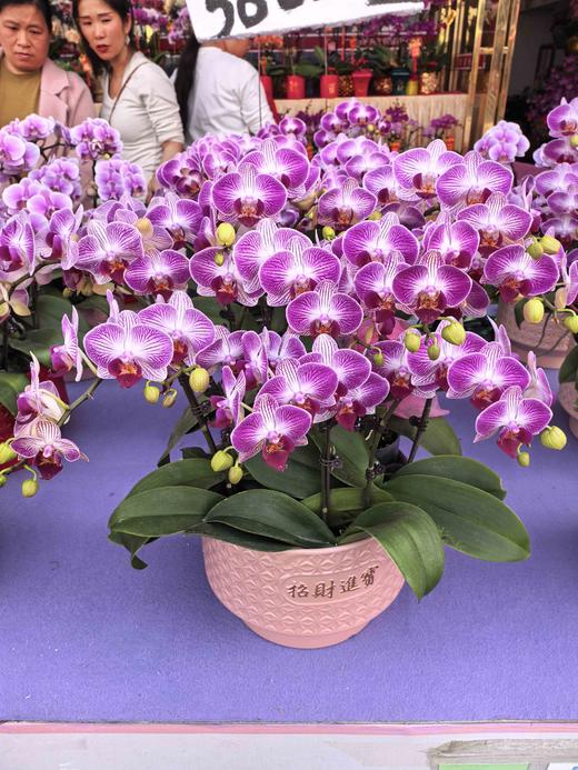 蝴蝶兰盆栽天堂鸟10支 商品图0