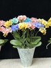 精品蝴蝶兰盆栽马卡龙混色12支 商品缩略图5