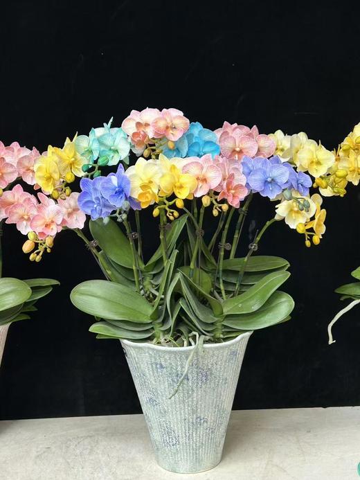 精品蝴蝶兰盆栽马卡龙混色12支 商品图5
